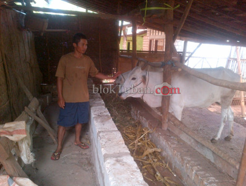 Jelang Idul Fitri, Harga Sapi Stabil